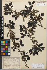 Foto von Salix myrsinifolia Salisb.